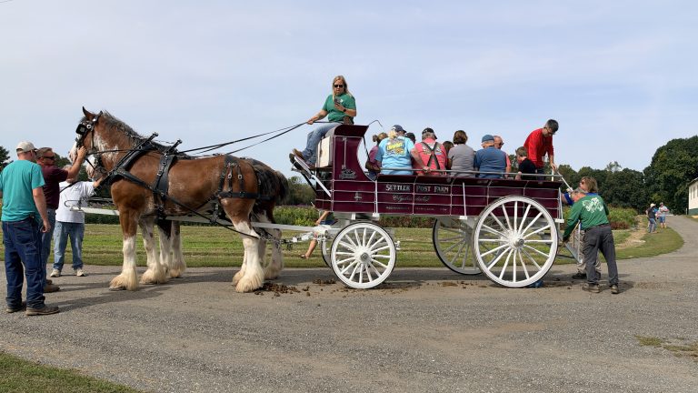 Clydesdale wagon ride full of villagers at the Barn Party