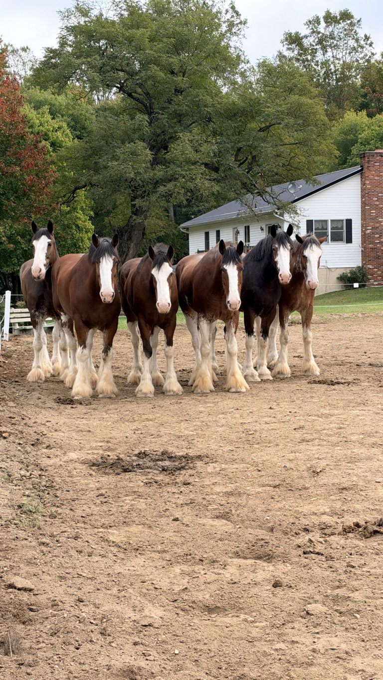 The Suttler Post Clydesdales lined up in the paddock